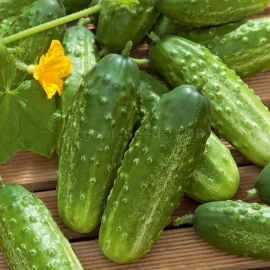 «Andrus» - Organic Cucumber Seeds