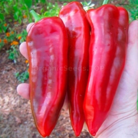 «Marconi Red» - Organic Pepper Seeds