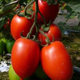 Фото «Giant red Plum» - Organic Tomato Seeds