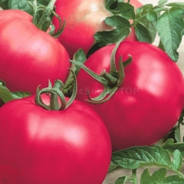 «Early Love» - Organic Tomato Seeds