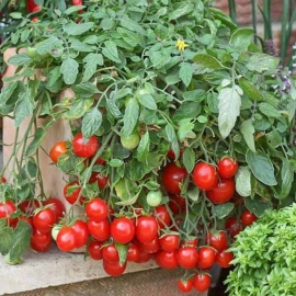«Linda» - Organic Tomato Seeds