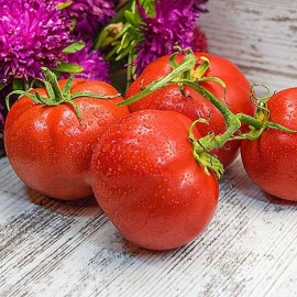 Фото «Vladimir Vysotsky» - Organic Tomato Seeds