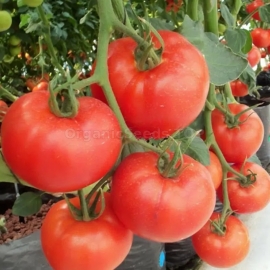 Фото «Bogatyr Maslova» - Organic Tomato Seeds