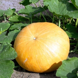Фото «Yellow centner» - Organic Pumpkin Seeds