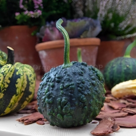 «Black Pumbaa» - Organic Pumpkin Seeds