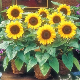 Фото «Kid» - Organic Dwarf Sunflower Seeds