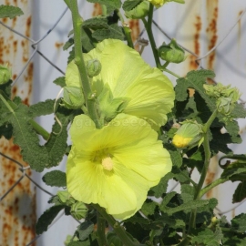 Фото «Yellow tower» - Organic Malva Seeds