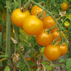«Orange caviar» - Organic Tomato Seeds