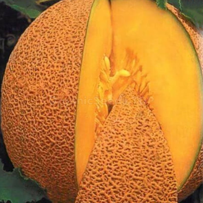 Honeydew Green Melon Seeds - Heirloom – Hometown Seeds