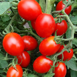«Piennolo del Vesuvio» - Organic Tomato Seeds