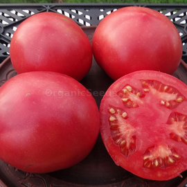 «Tapi Tom» - Organic Tomato Seeds