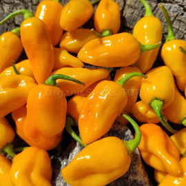 «Datil yellow» - Organic Pepper Seeds