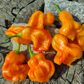 «Zebrange» - Organic Pepper Seeds