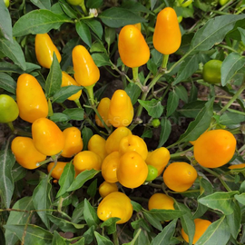 «Mambo Orange» - Organic Pepper Seeds