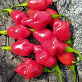 «Trinidad Smooth» - Organic Pepper Seeds