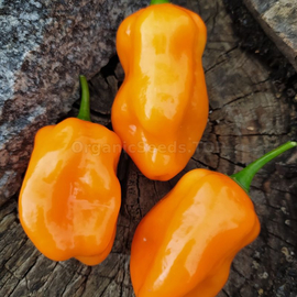 «Habanero Roger's giant orange» - Organic Pepper Seeds