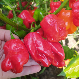 «Habanero Roger's giant red» - Organic Pepper Seeds