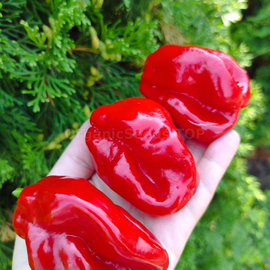 «Habanero Surinam red» - Organic Pepper Seeds