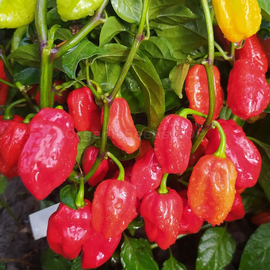 «Habanero Tobago Seasoning» - Organic Pepper Seeds