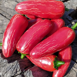 «Jalapeno biker Bill's» - Organic Pepper Seeds