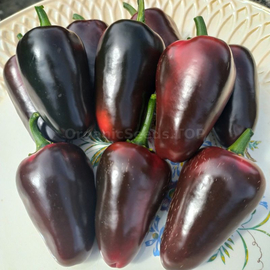 «Jalapeno black Maroccan» - Organic Pepper Seeds