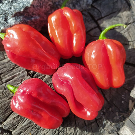 «Habanero red Dominica» - Organic Pepper Seeds