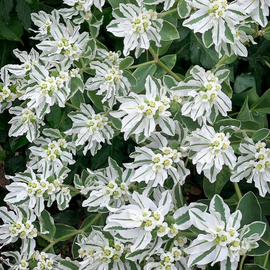 «Early Snow» - Whitemargined Spurge Organic Seeds