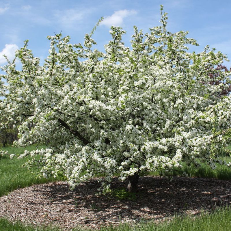 Toringo crabapple Seeds / Malus sieboldii - Shipping is free for orders ...