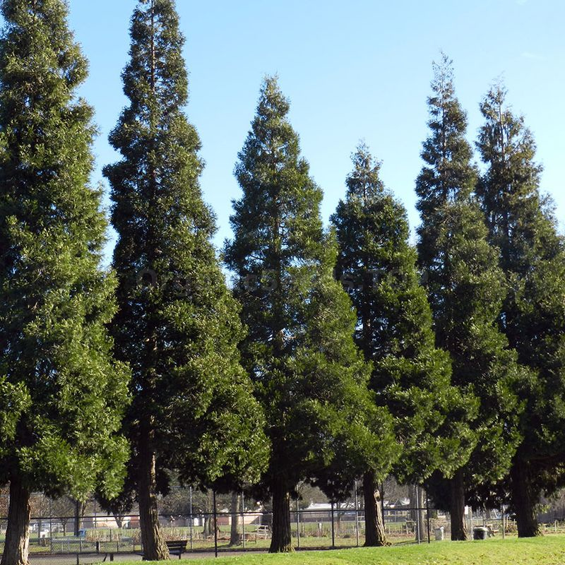Images Incense cedar seeds (Calocedrus decurrens) Shipping is free