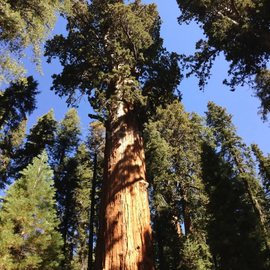 Giant sequoia Seeds / Sequoiadendron giganteum