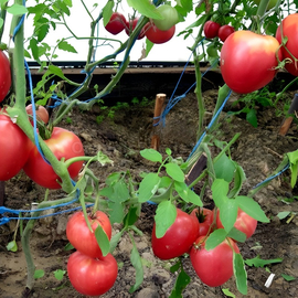 «Nobleman» - Organic Tomato Seeds