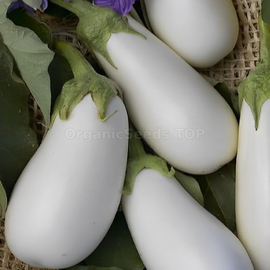 «Half long» - Organic Eggplant Seeds
