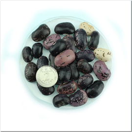 «Pockmarked» - Organic Bean Seeds
