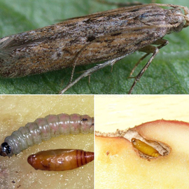 «Potato tuber moth» trap - 1 pc.