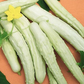«White Delicacy» - Organic Cucumber Seeds