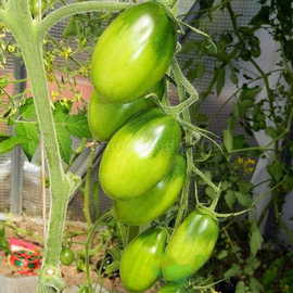 «Emerald pear» - Organic Tomato Seeds