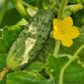 Фото «Nezhinsky gift» - Organic Cucumber Seeds