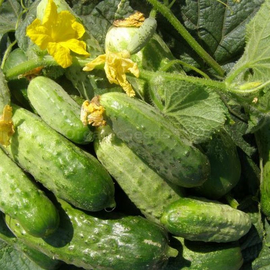 Фото «Triumph Nezhinsky» - Organic Cucumber Seeds
