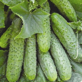 «Nezhinsky local» - Organic Cucumber Seeds