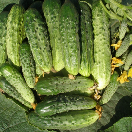 «Optimist» - Organic Cucumber Seeds