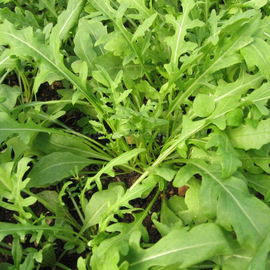 Organic Perennial wall-rocket Seeds / Diplotaxis tenuifolia
