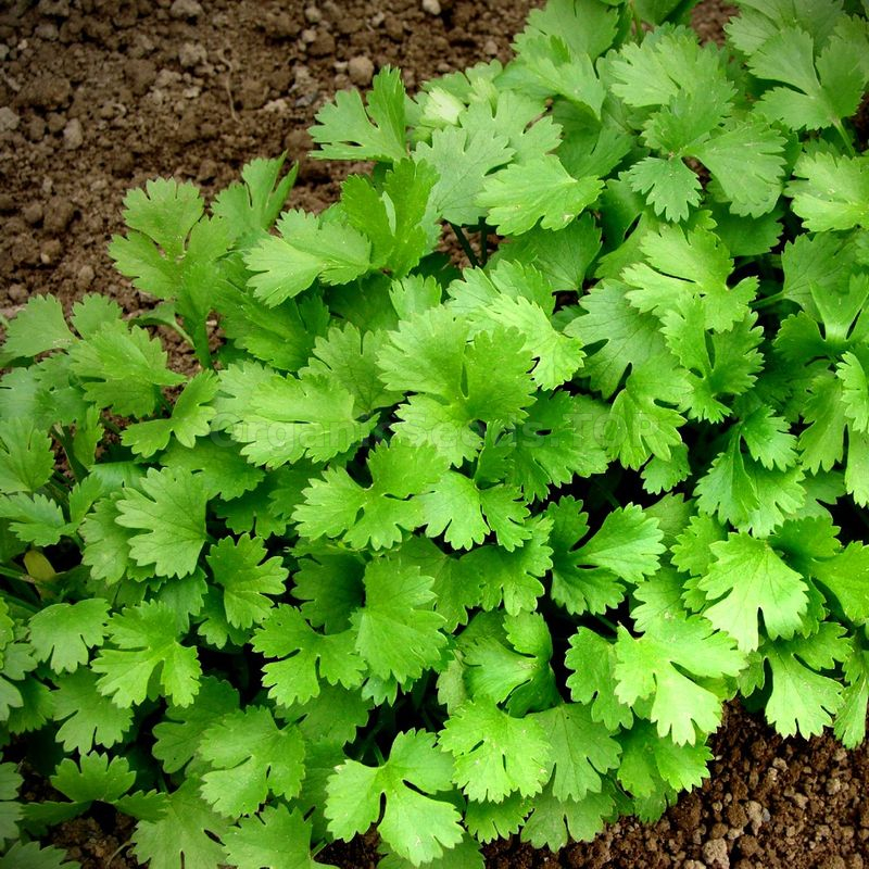 Images «Jubilee» Organic Coriander Seeds Shipping is free for