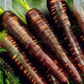 Фото «Purple space» - Organic Carrot Seeds