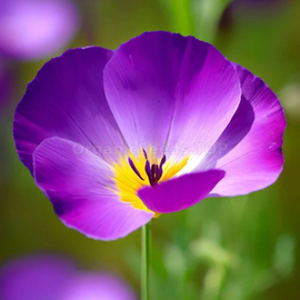 Фото «Purple Gleam» - Organic Eschscholzia Seeds