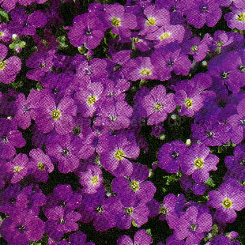 Serene Aubrieta Seeds Photo for Desktop Serene Aubrieta Seeds Photo for Desktop