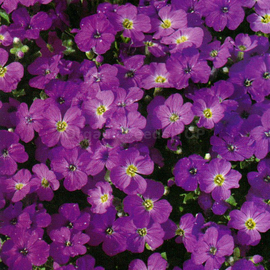 «Purple» - Organic Aubrieta Seeds
