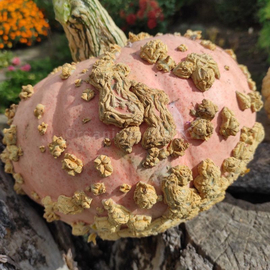 Фото «Potiron Galeux d'Eysines» - Organic Pumpkin Seeds