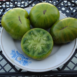«Delta Diver Green» - Organic Tomato Seeds