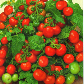Фото «Balcony miracle red» - Organic Tomato Seeds