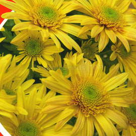 «Gloria» - Organic Chrysanthemum seeds